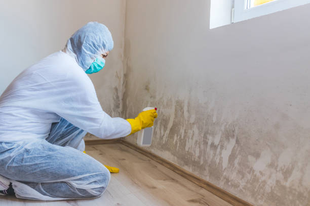 Licensed Mold Remediation service in Stanwood, MI - WQB Mold Removal